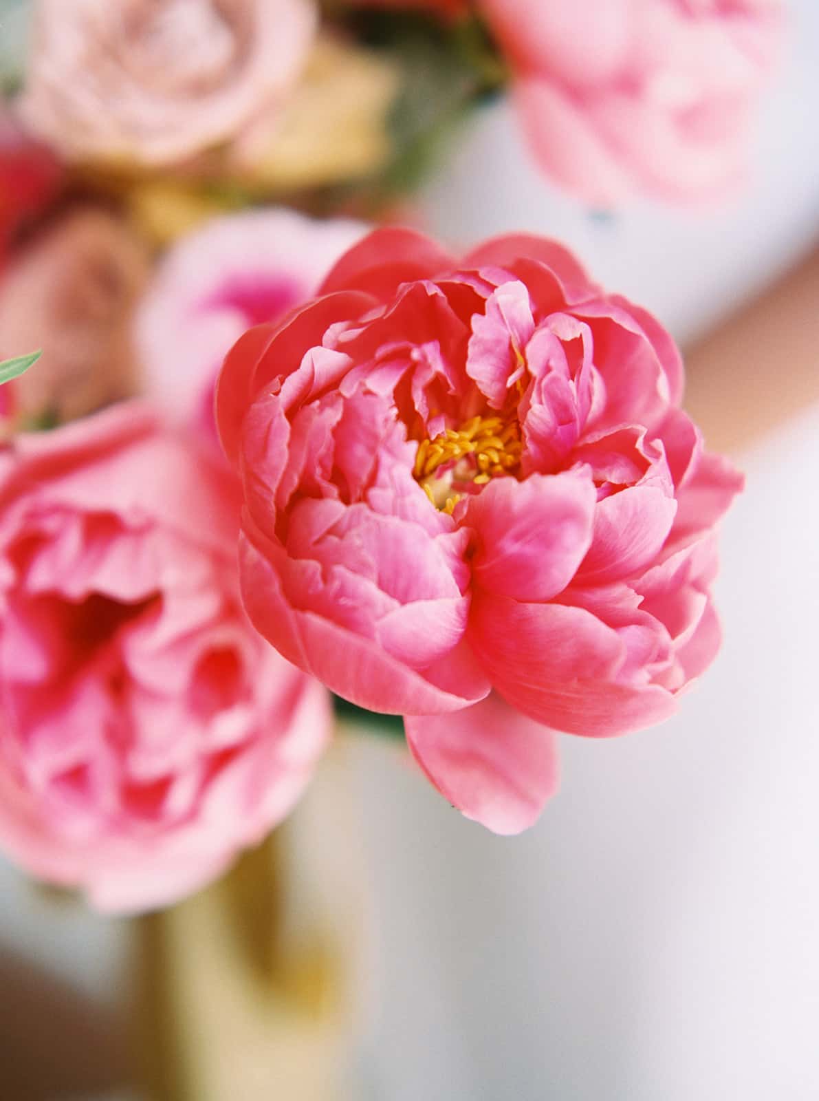 Detail shot of colorful flower by Color Theory Collective