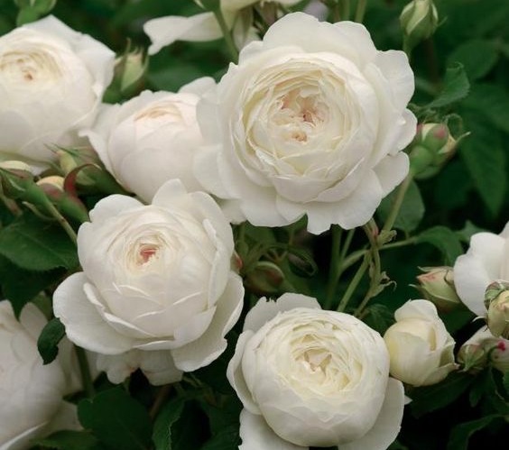 portland-florist-claire-austin-garden-rose.jpg