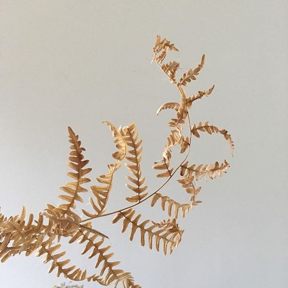 portland-florist-dried-golden-fern.jpeg