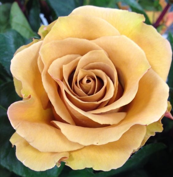 portland-florist-combo-rose.jpg