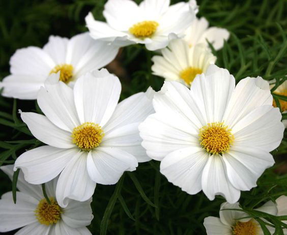 portland-florist-white-cosmos.jpg