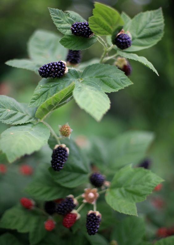 portland-florist-blackberry-foliage.jpeg