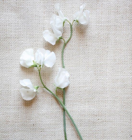 portland-florist-white-sweet-peas.jpg