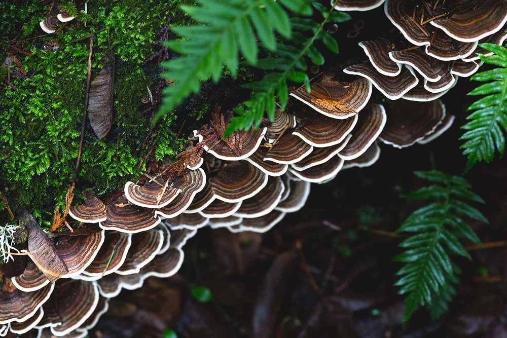 Portland florist forages for Turkey Tail mushroom in Portland Oregon forests