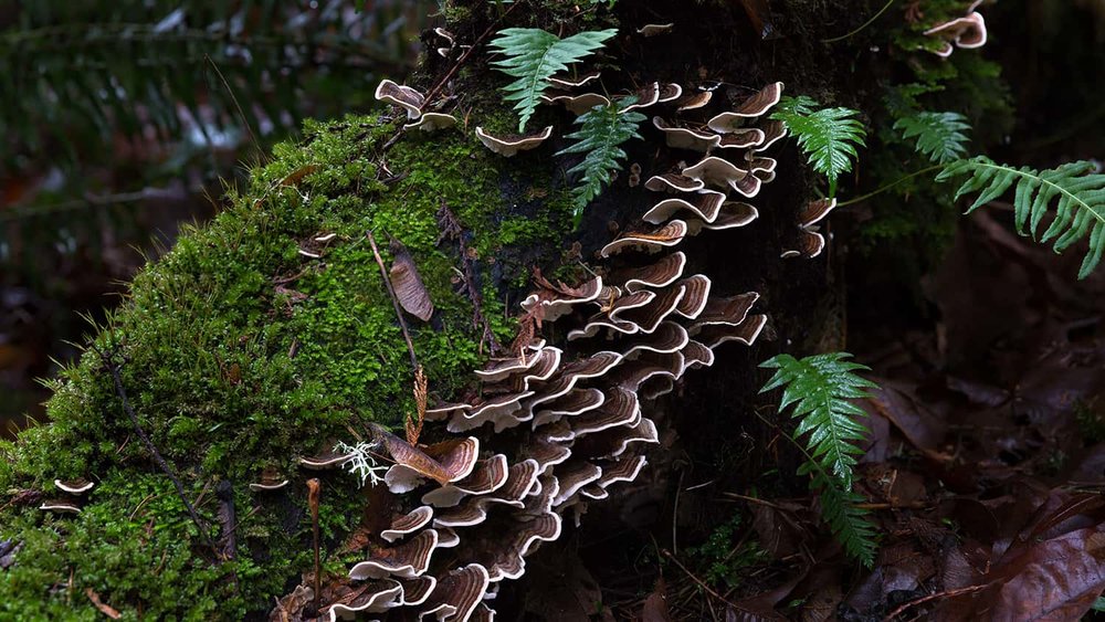 Portland-Florist-Turkey-Tail-Mushroom-4.jpg