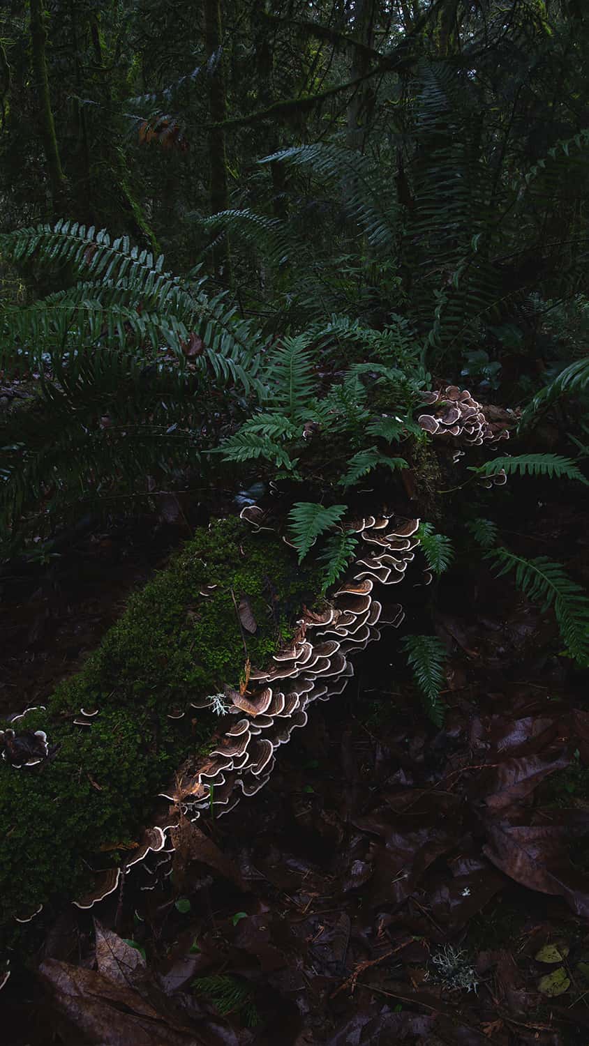 A Portland florist offers guide to identifying and harvesting Turkey Tail mushrooms in Portland Oregon forests