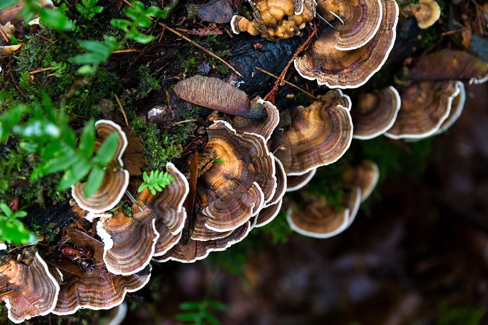 Portland Florist observes a cluster of Turkey Tail mushrooms growing in forest near Portland Oregon