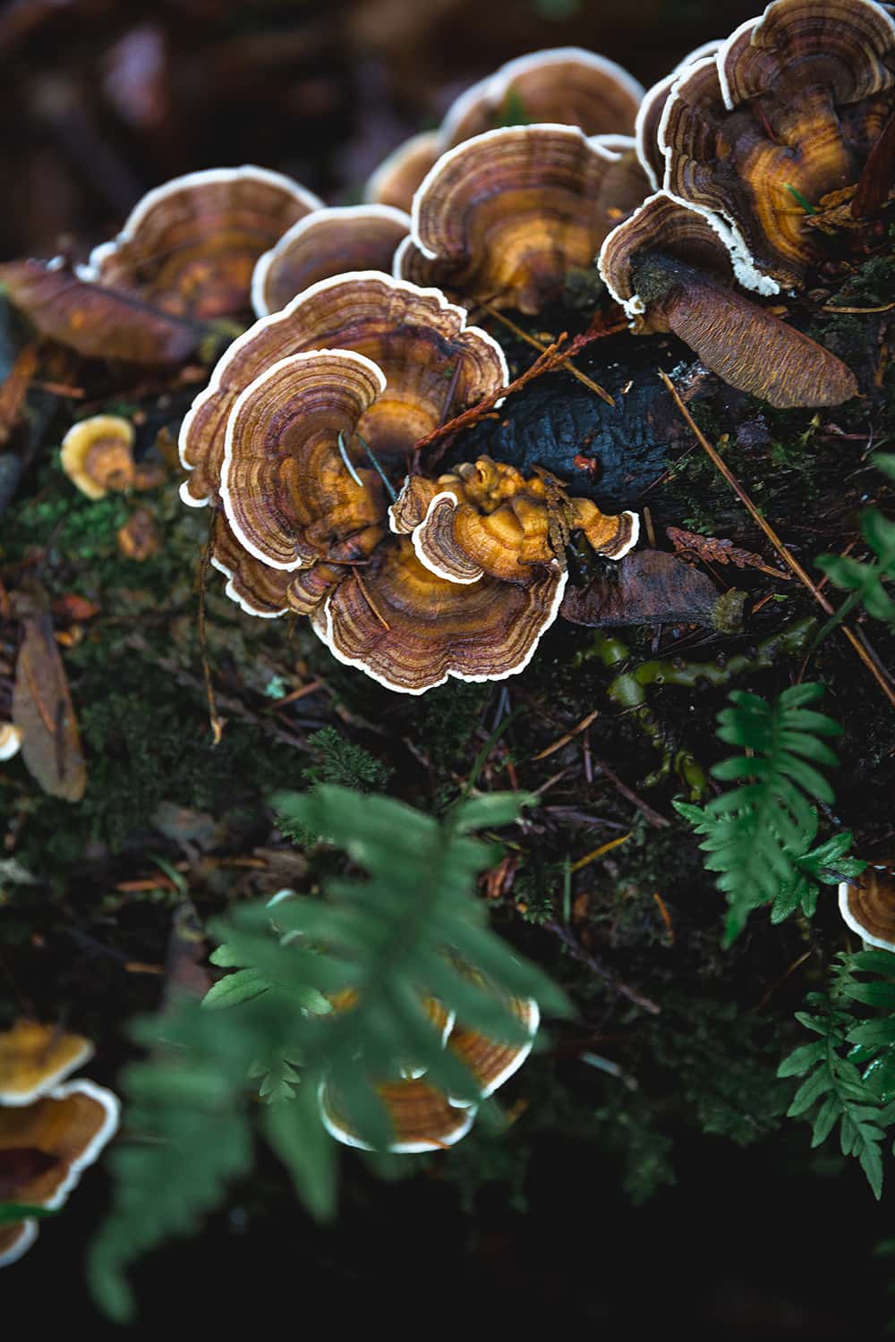 Portland wedding event stylist shows mushroom found in Washington forest.