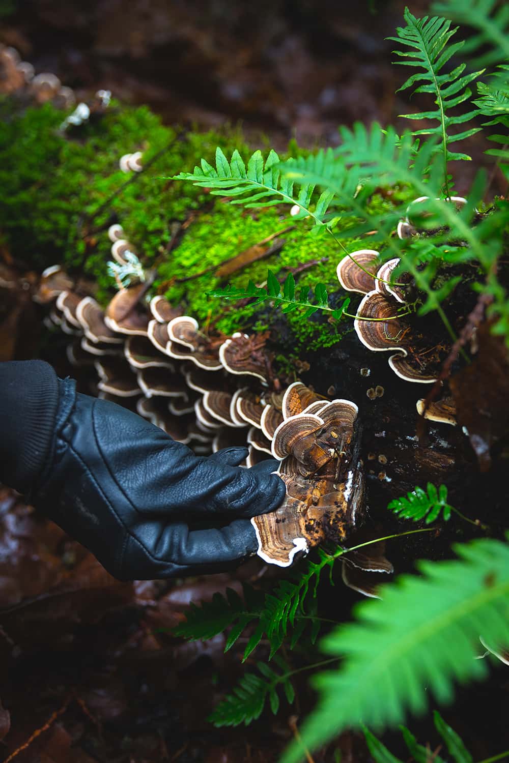 Portland florist picks a Turkey Tail mushroom from a dead log in Portland Oregon forest