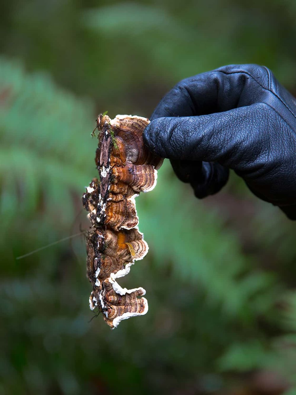 Portland wedding florist shows freshly harvested Turkey Tail mushroom picked from a dead log in Oregon forest