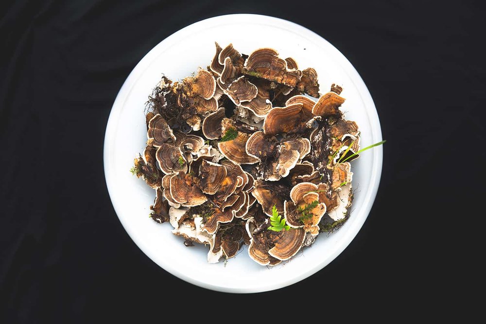 Harvested mushrooms collected by Portland Florist from nearby Portland Oregon forest
