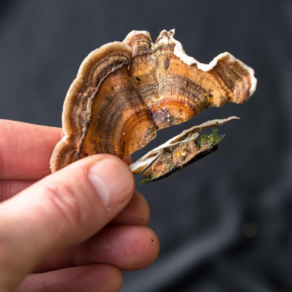 Portland florist showing Turkey Tail mushroom with foot trimmed off
