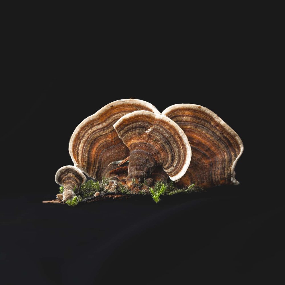 A Turkey Tail mushroom collected from Portland Oregon forest