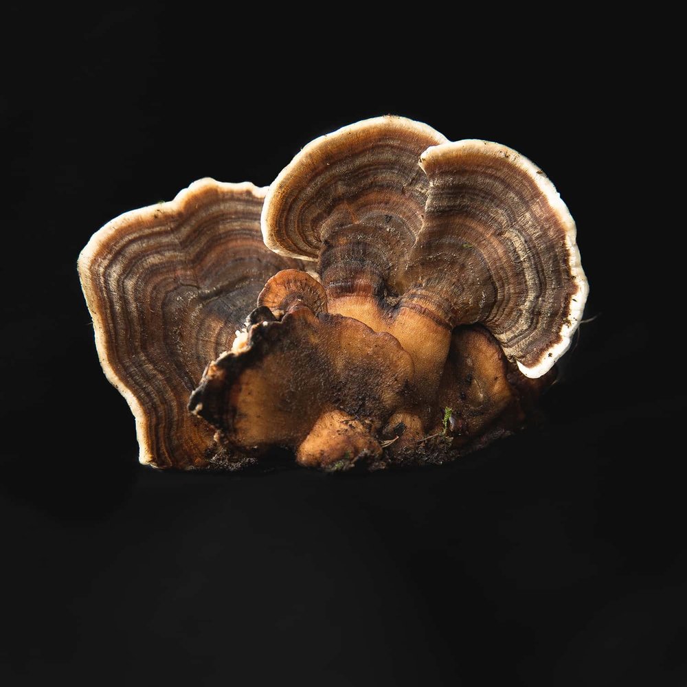 A Turkey Tail gathered by Portland florist Color Theory