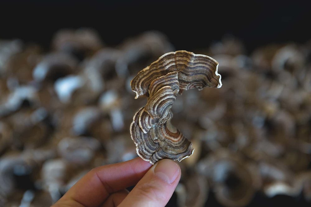 Portland florist shows detail view of a dried Turkey Tail mushroom