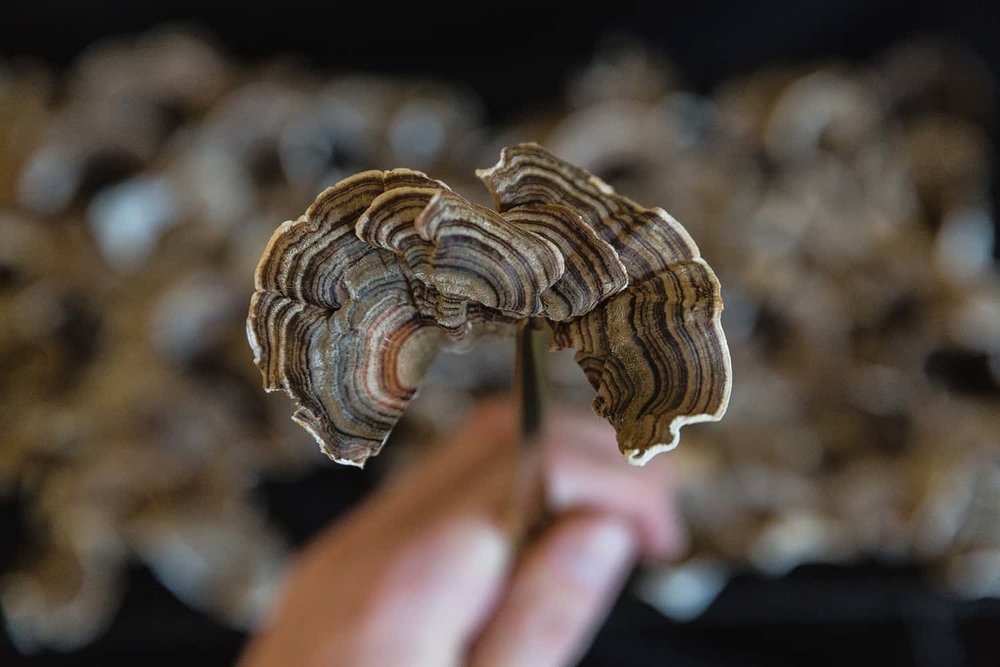 Portland florist shares detail image of dried Turkey Tail mushroom