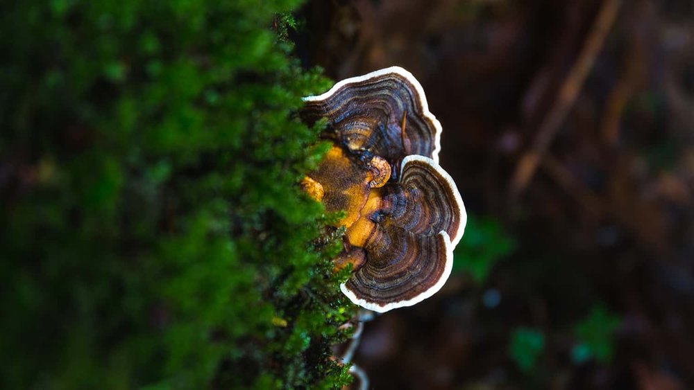 Portland florist shares detail image of Turkey Tail mushrooms growing in Oregon wilderness