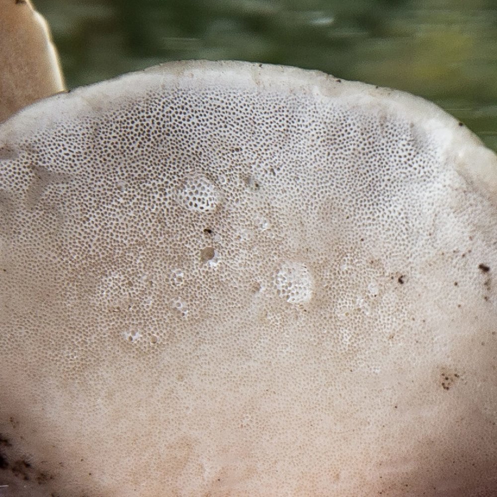 Detail of Turkey Tail fruiting body underside exhibiting pores