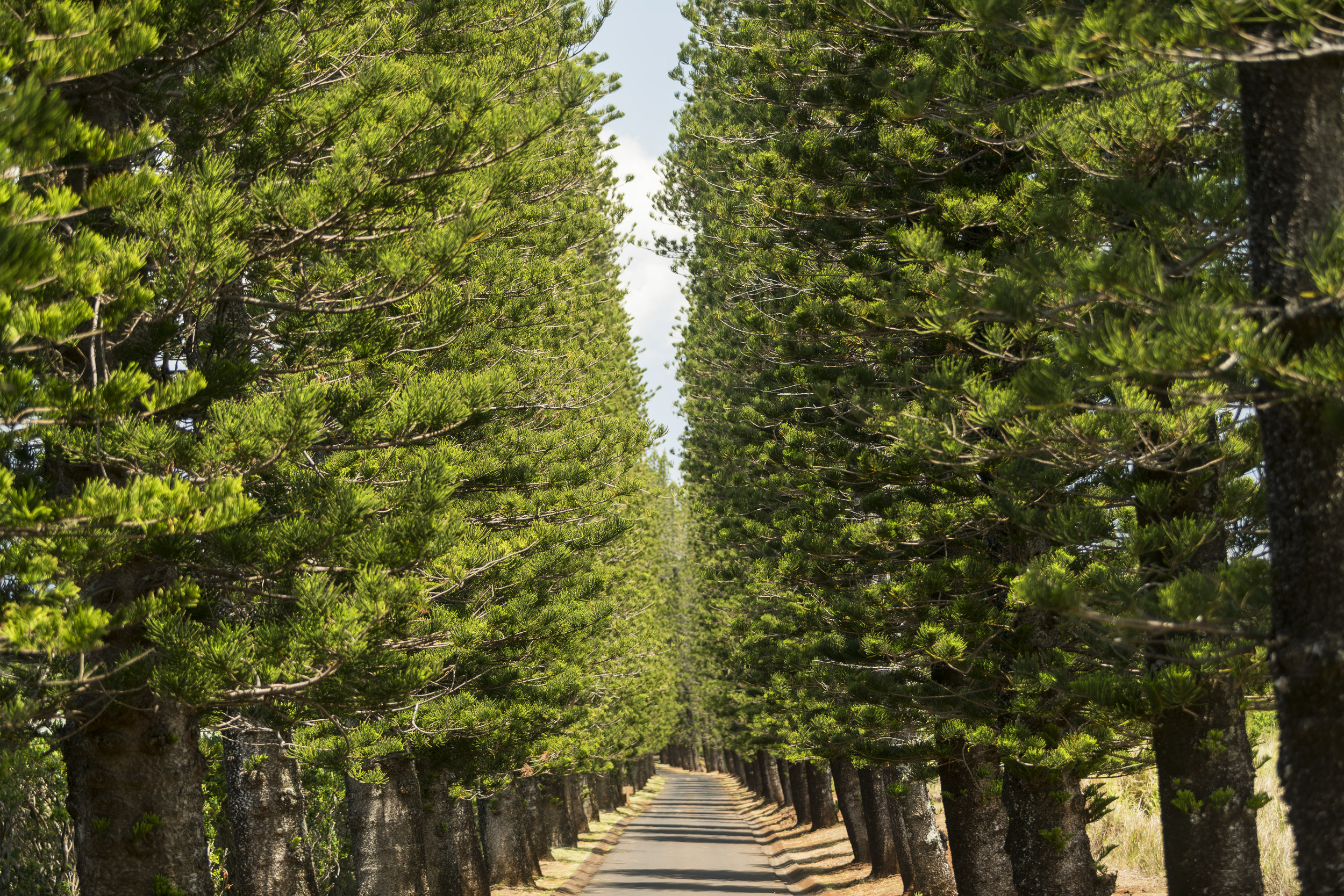Kapalua Cook Pines.jpg