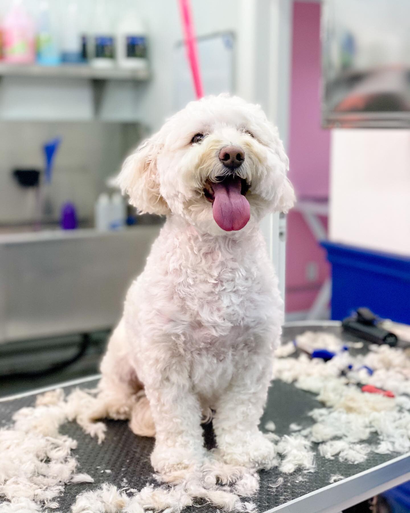 Fresh groom @vanderpumpdogs for this sexy fluff!!! If you haven&rsquo;t, check out the non-profit grooming services at our Rescue Center - the groomers do an amazing job and your pup&rsquo;s groom helps us save more dogs in need!!!