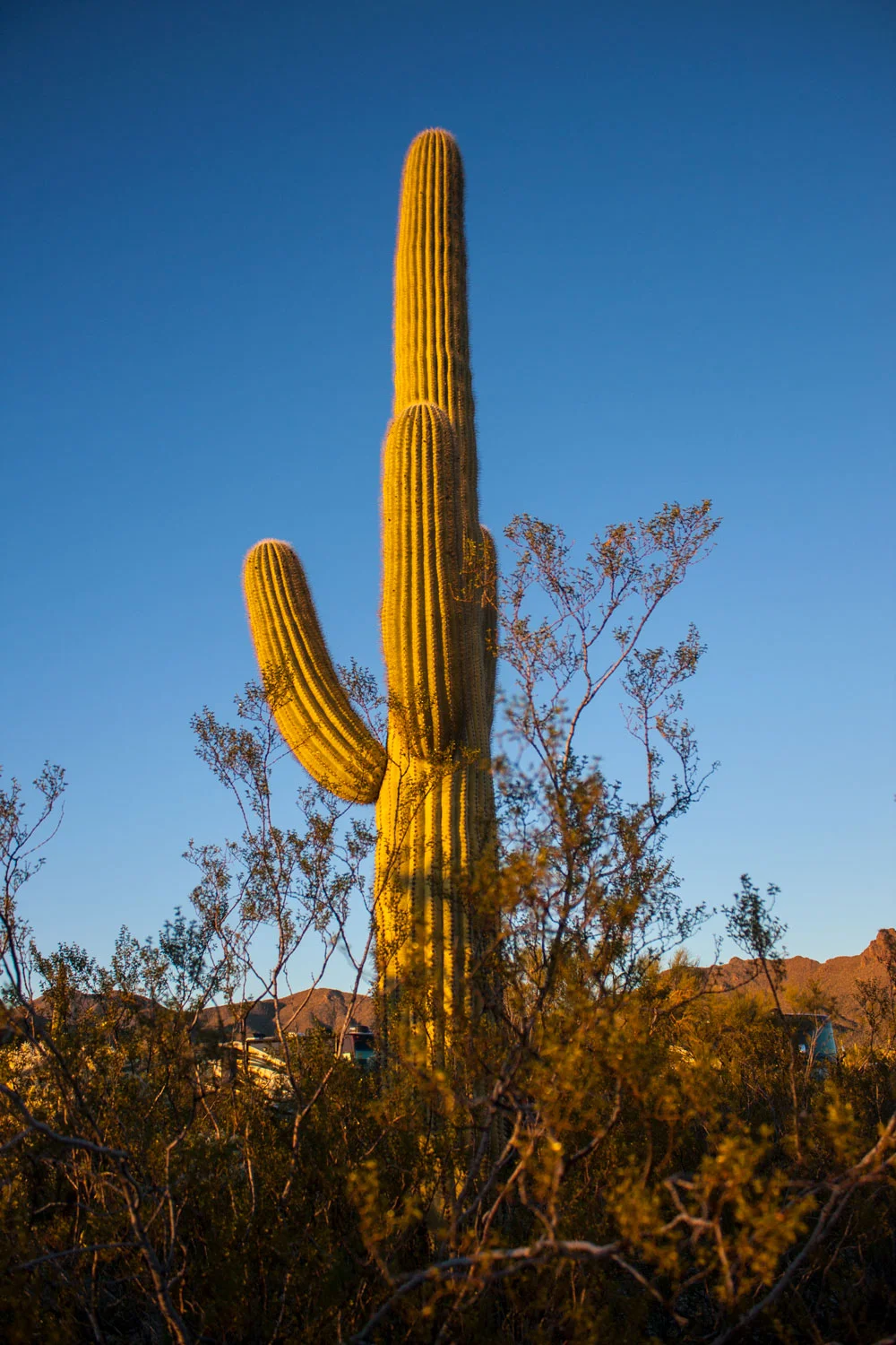 Up close (enough) with the Saguaros. 