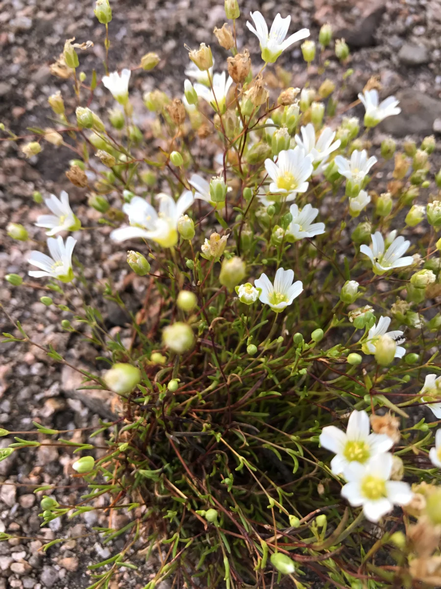 Coastal flowers in bloom.