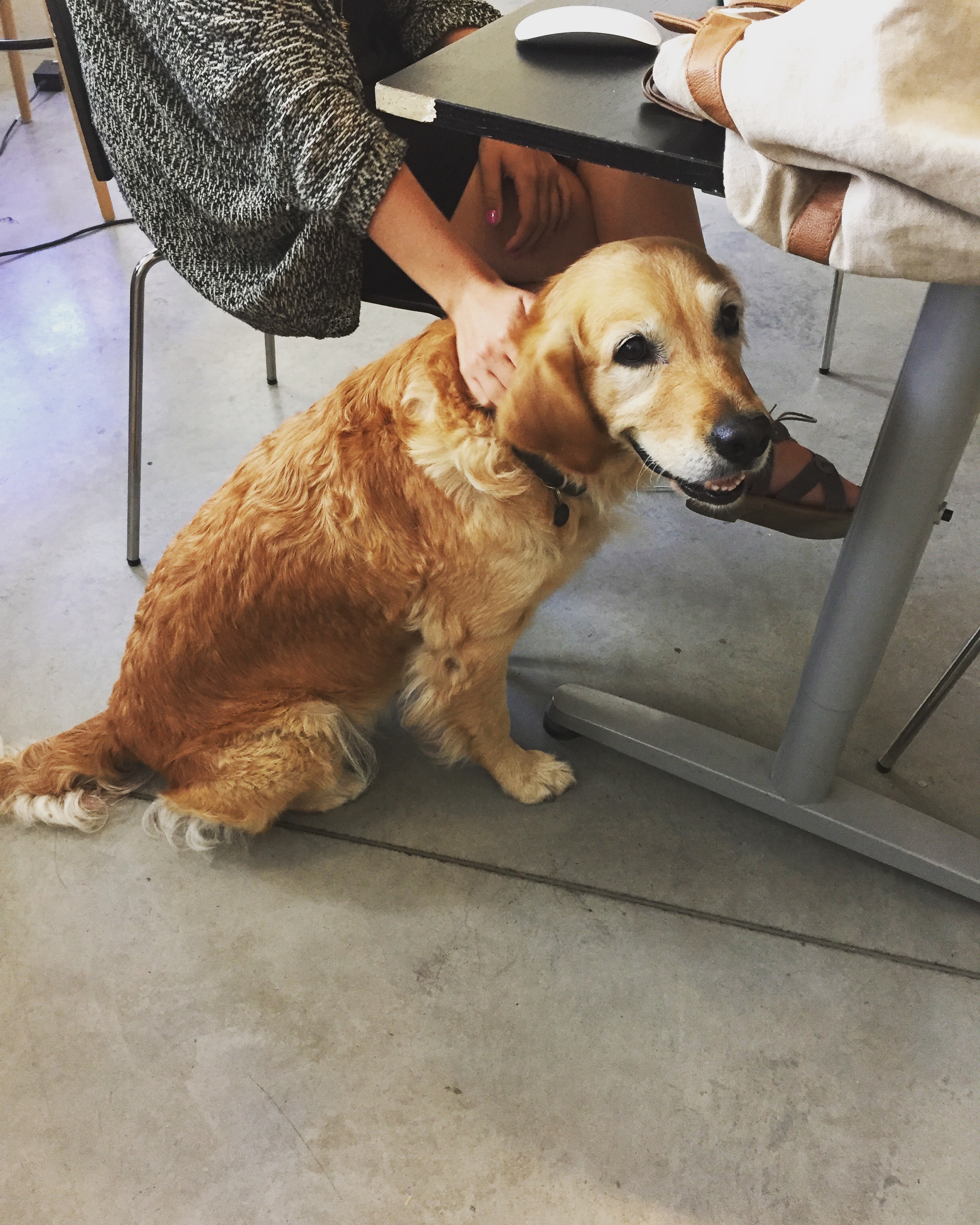 Roya, my fave new office space mate.