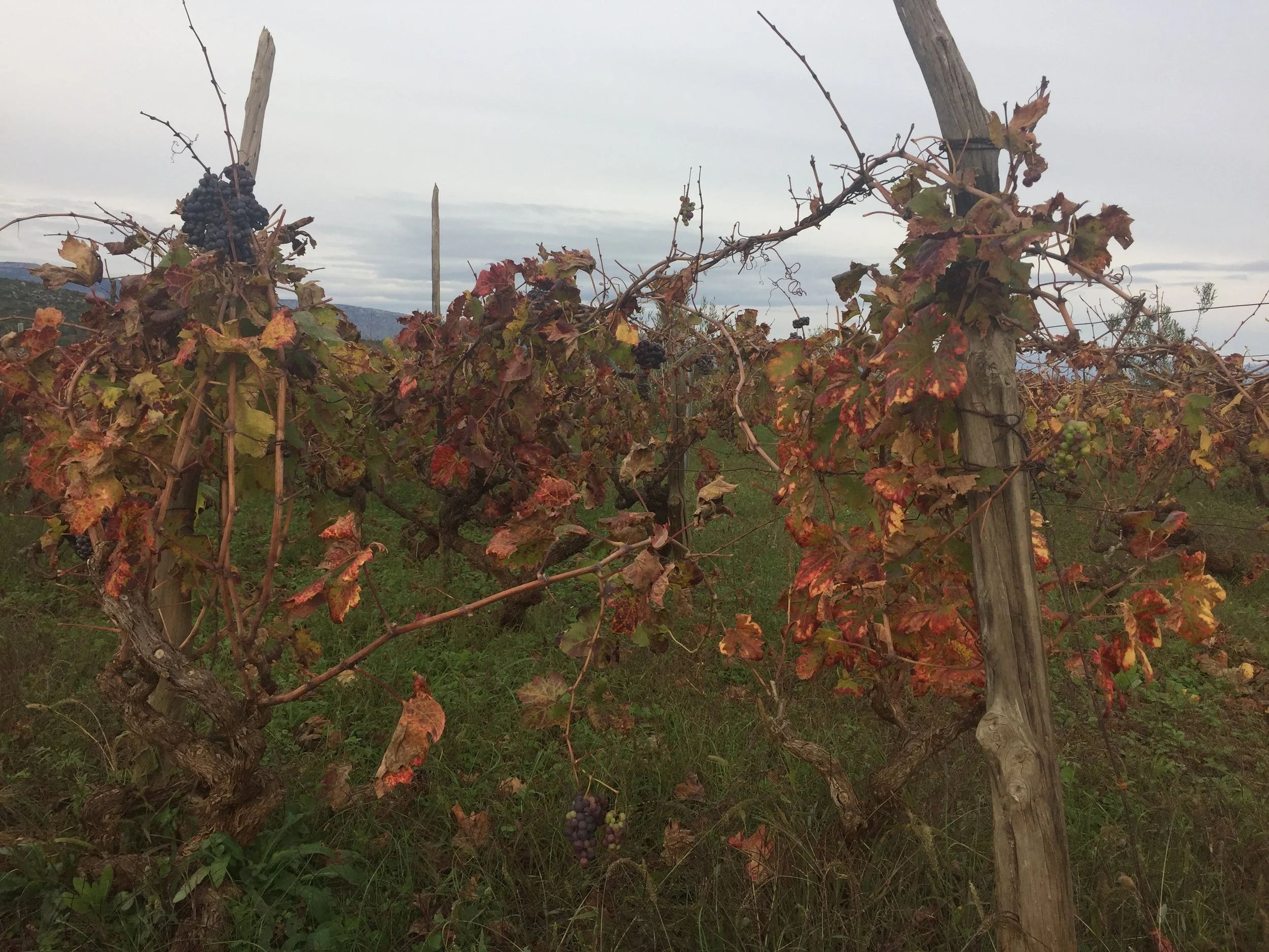 The vineyards were dead...just like this town. :eyeroll emoji: