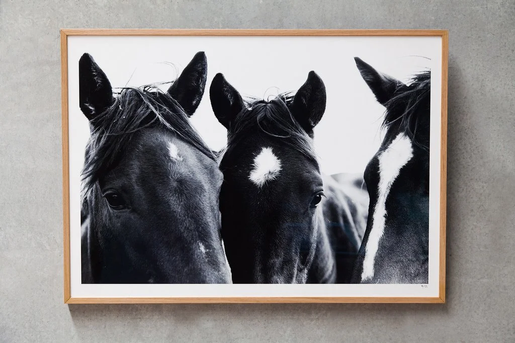 PAMPA_HORSES_1024x1024.jpg