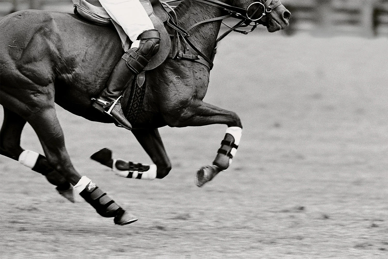 2 Polo.jpg
