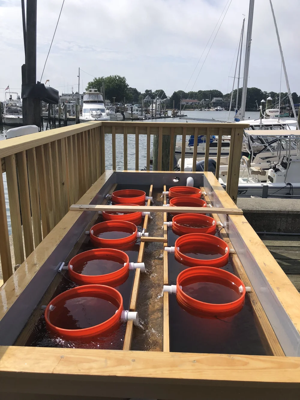 Hyannis Upweller — Mass Oyster Project
