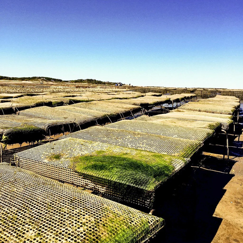 Oyster farming — Mass Oyster Project