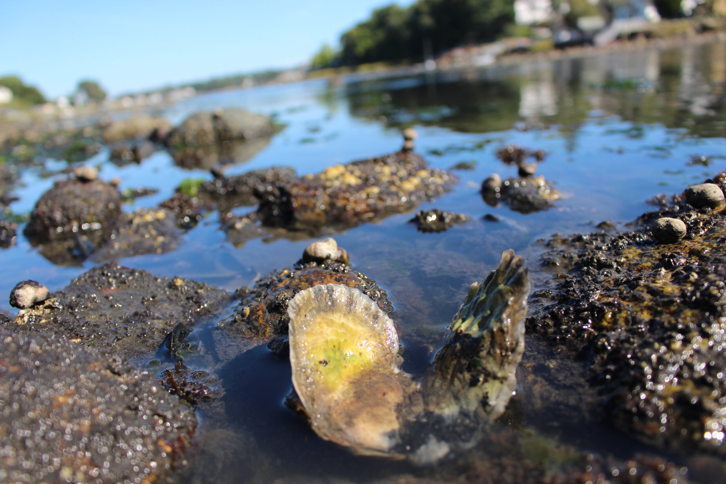 Massachusetts Shellfish Initiative Strategic Plan Takes Shape