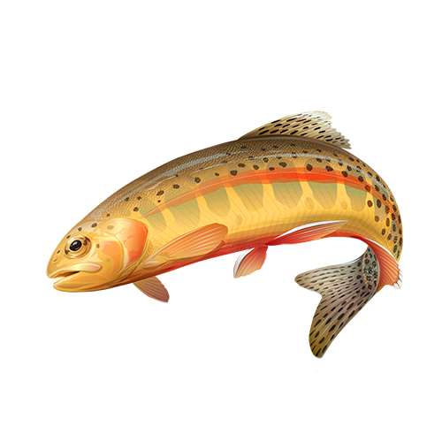 Native Trout — Kern River Conservancy