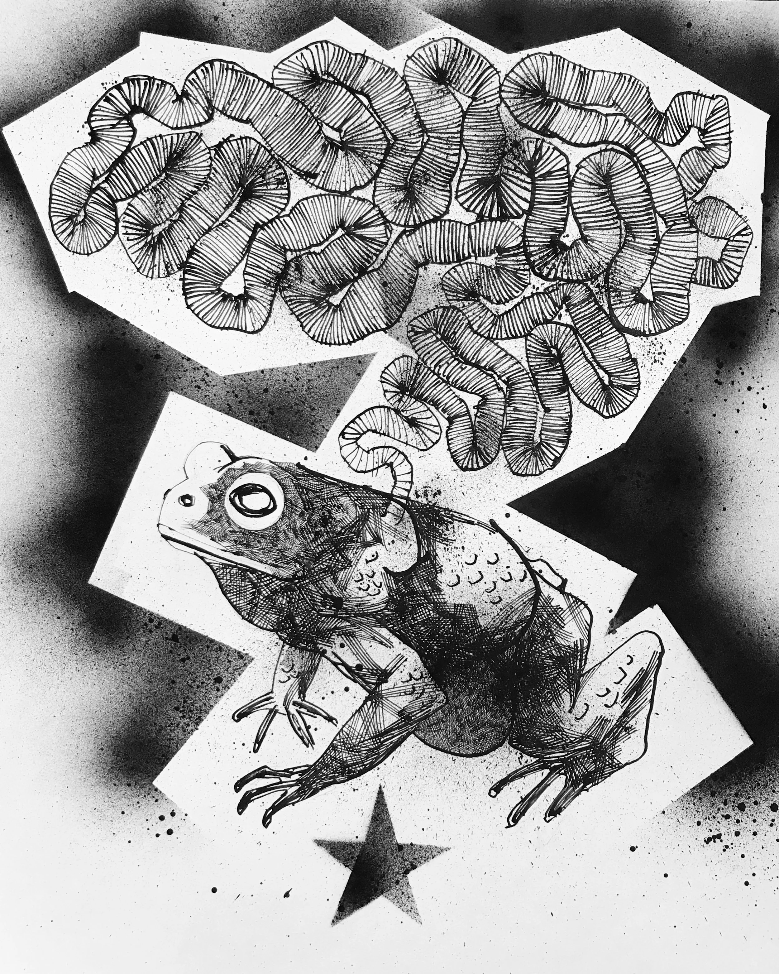 Toad_14x17.JPG