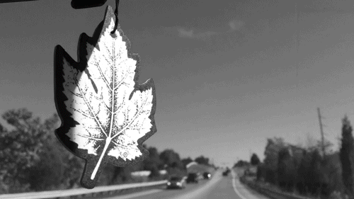 leaf.car.gif