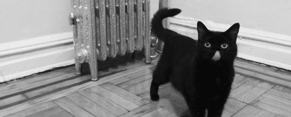 cat.BW.gif