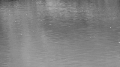 Rain.BW.gif