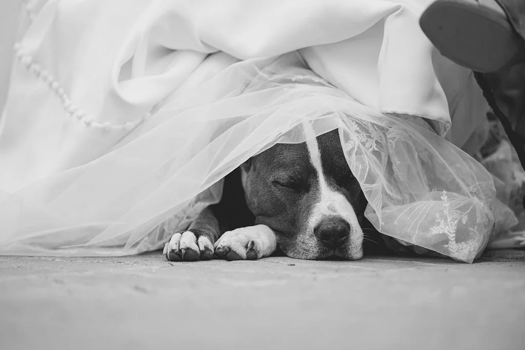 justin_haylee_photo_blackmorewedding-99.jpg