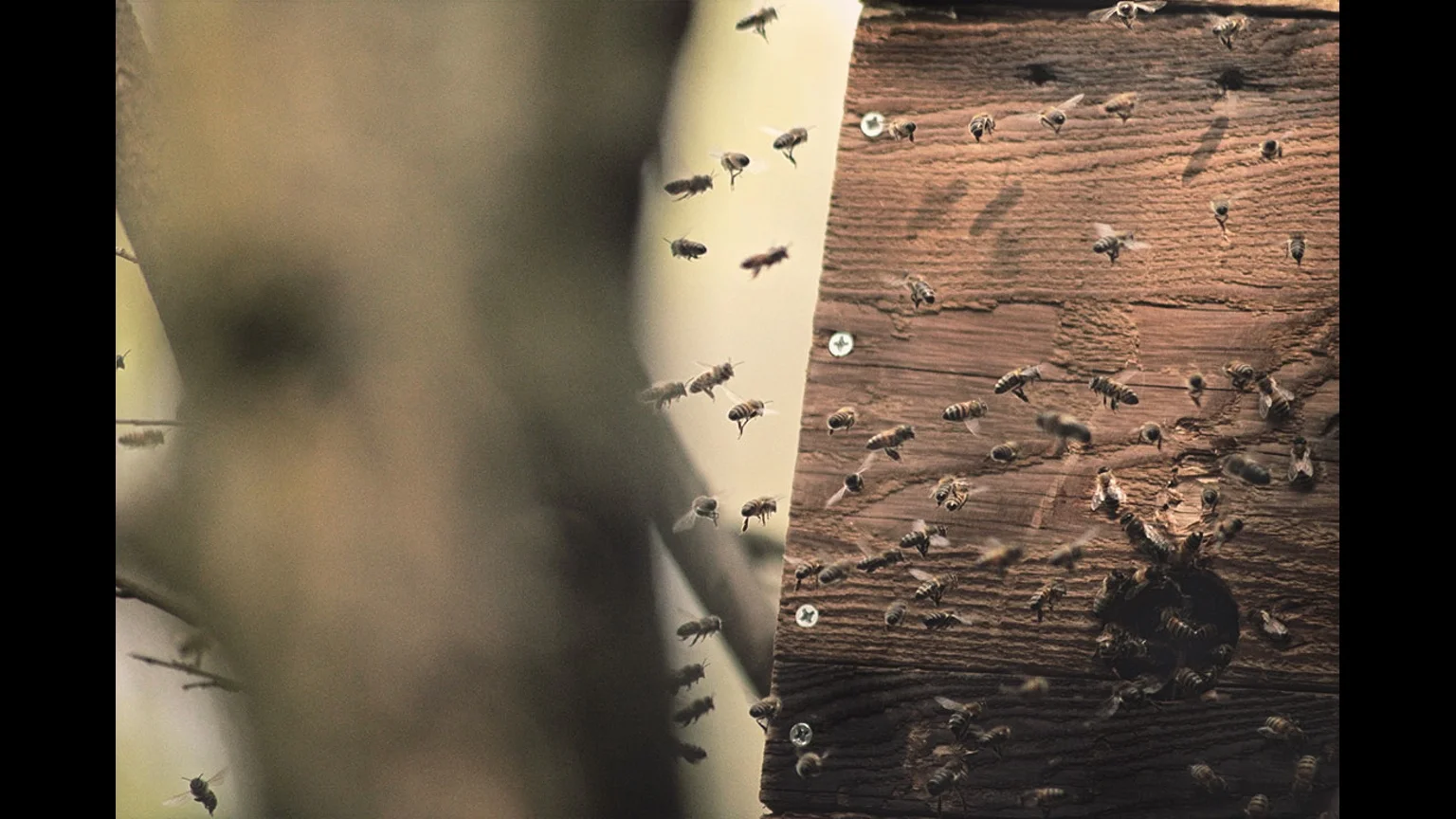 Portrait of an Urban Bee Keeper
