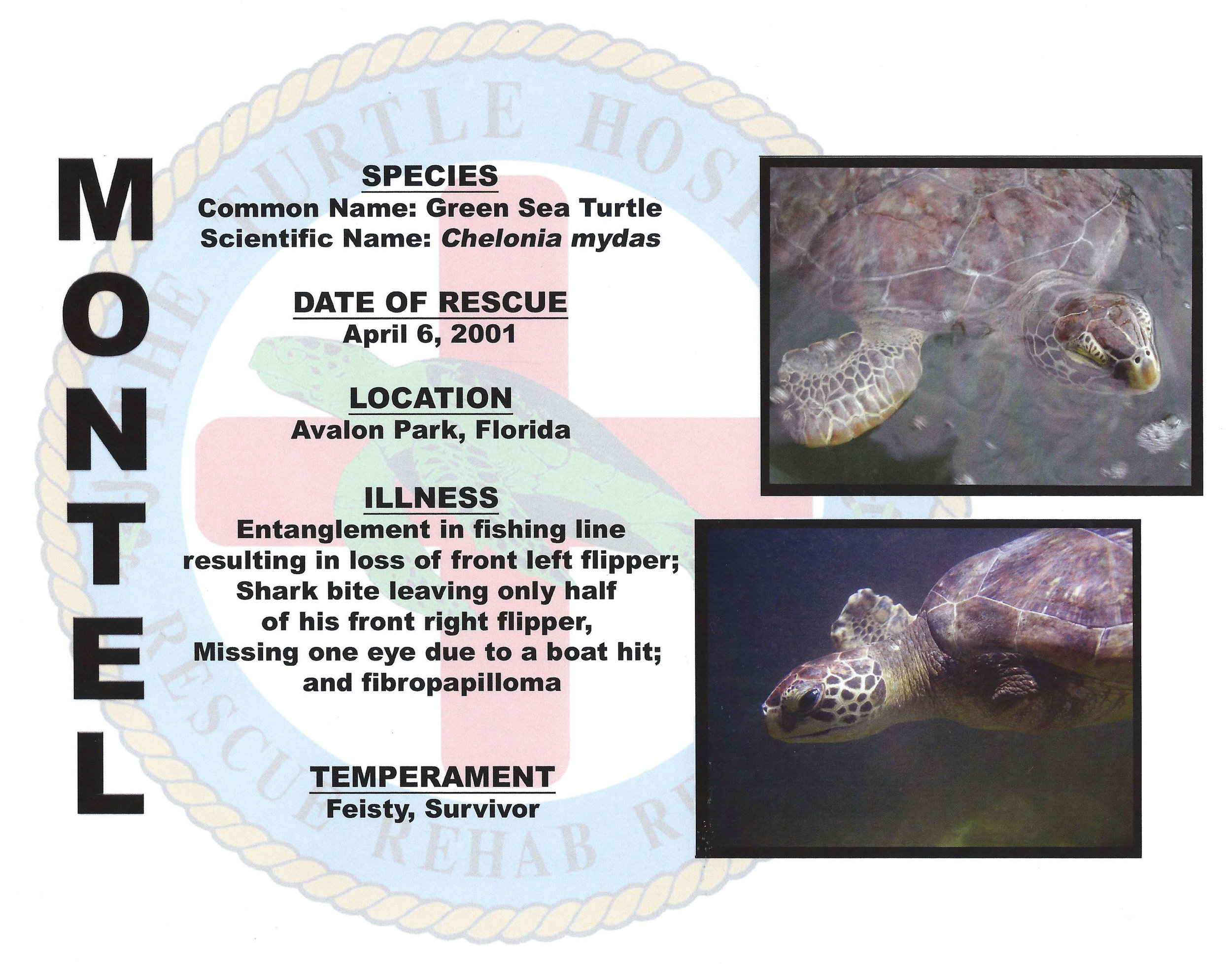 Montel the Turtle with details about his rescue.