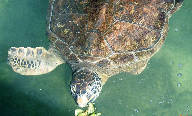Montel was the victim of a series of unfortunate events. Now he resides at The Turtle Hospital in Marathon, Florida, where he dines on leafy greens and squid.