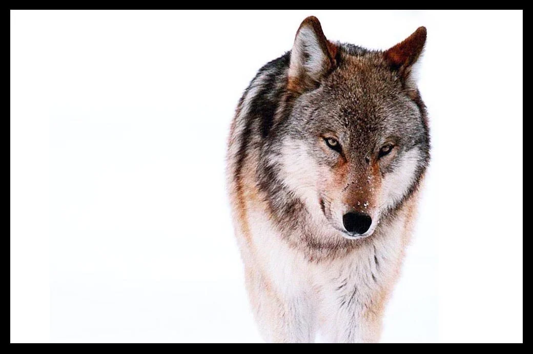 Epic Yellowstone: Return of the Predators