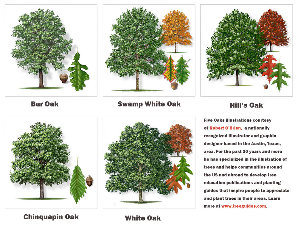 Collect and Plant an Acorn to Grow an Oak Tree
