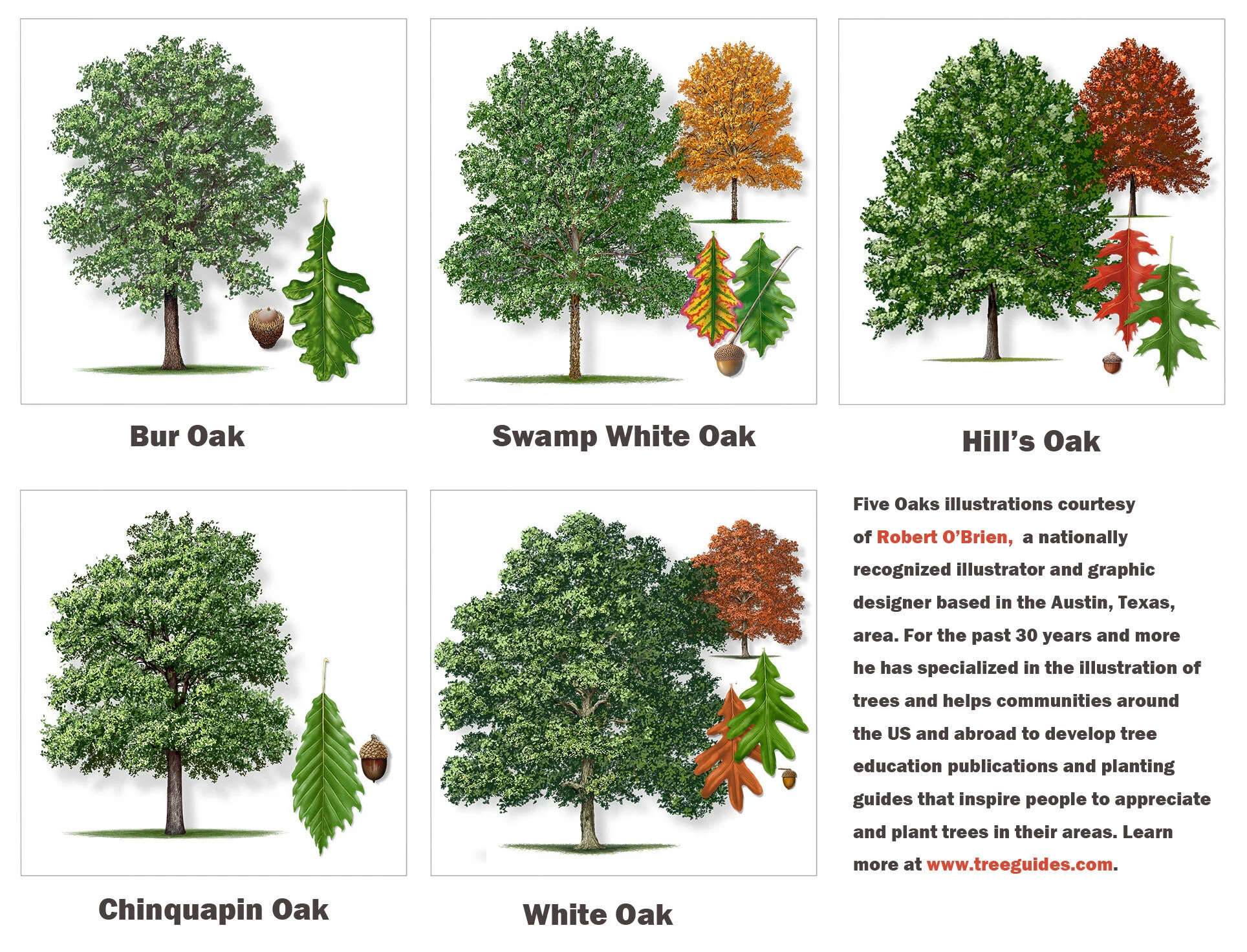 Types Of Oak Trees