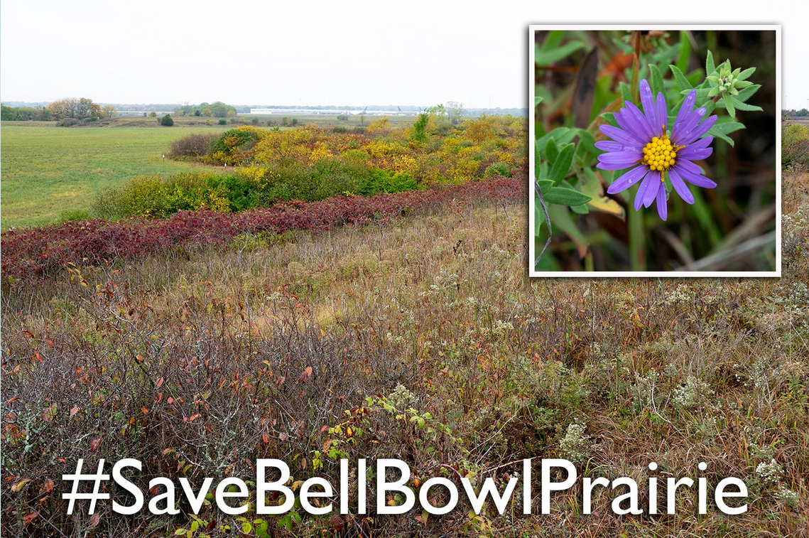 Rare Prairie's Survival is Threatened: Save Bell Bowl Prairie