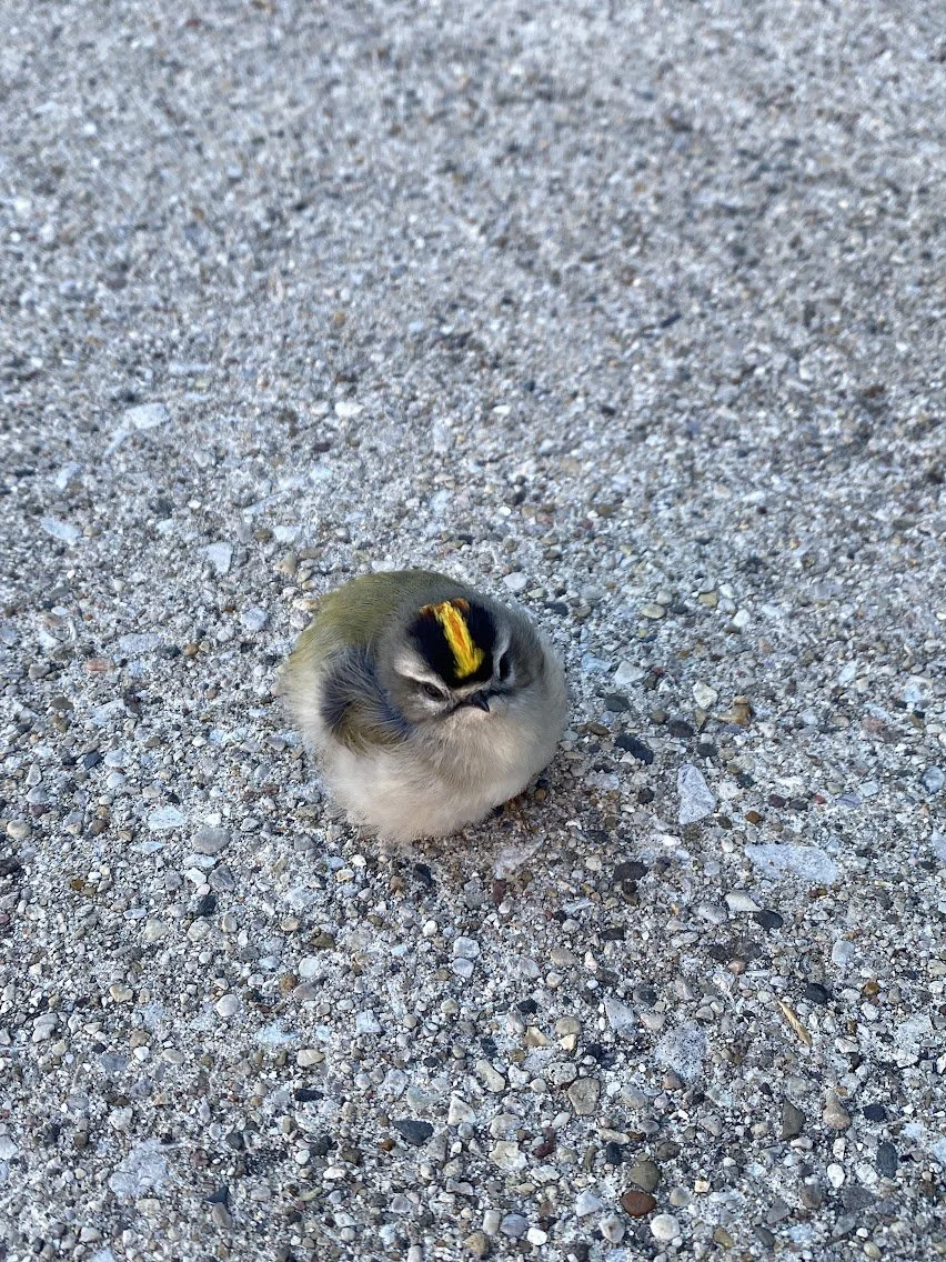 Chicago’s Migratory Birds Fly South as the City Welcomes Winter
