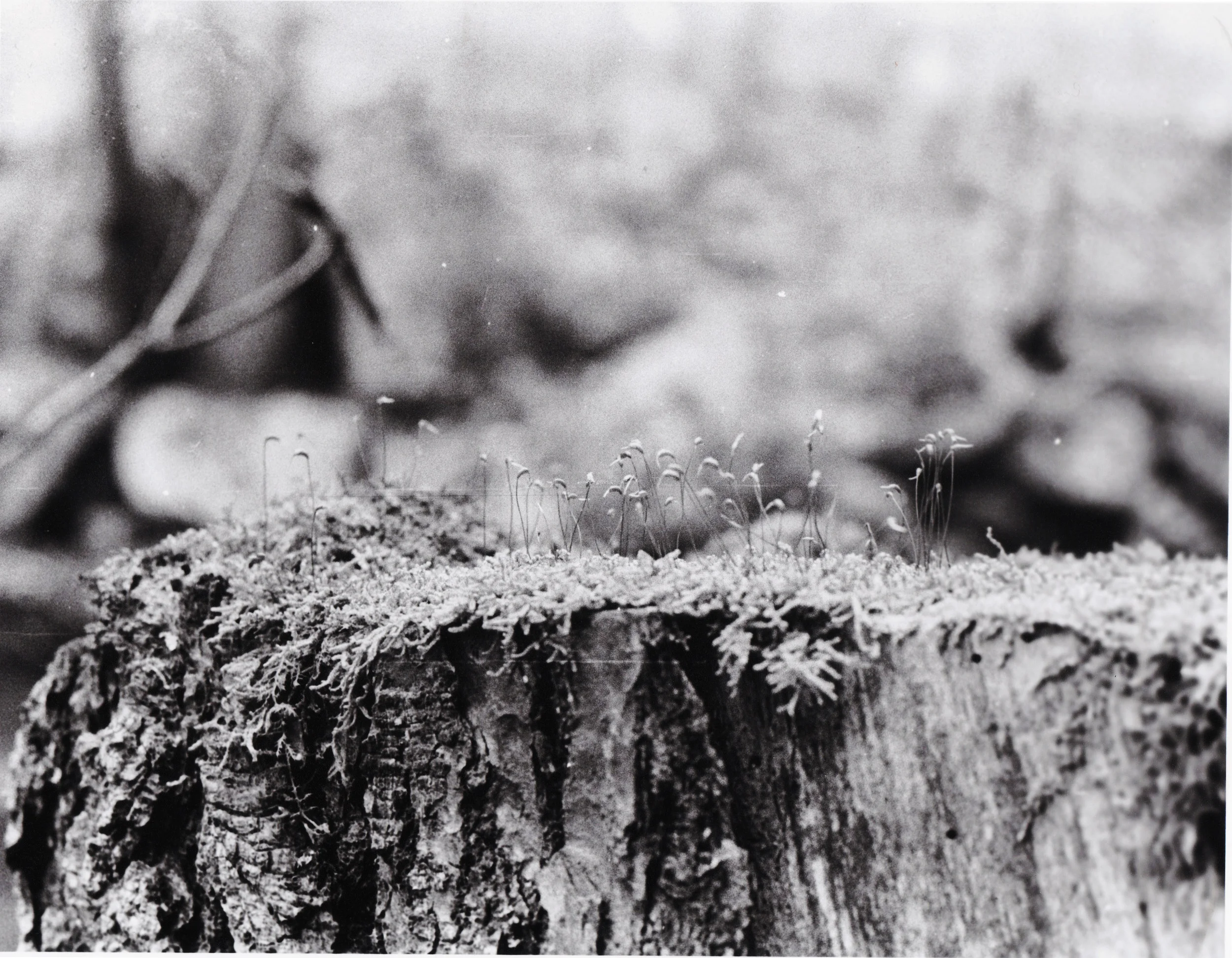 Spores