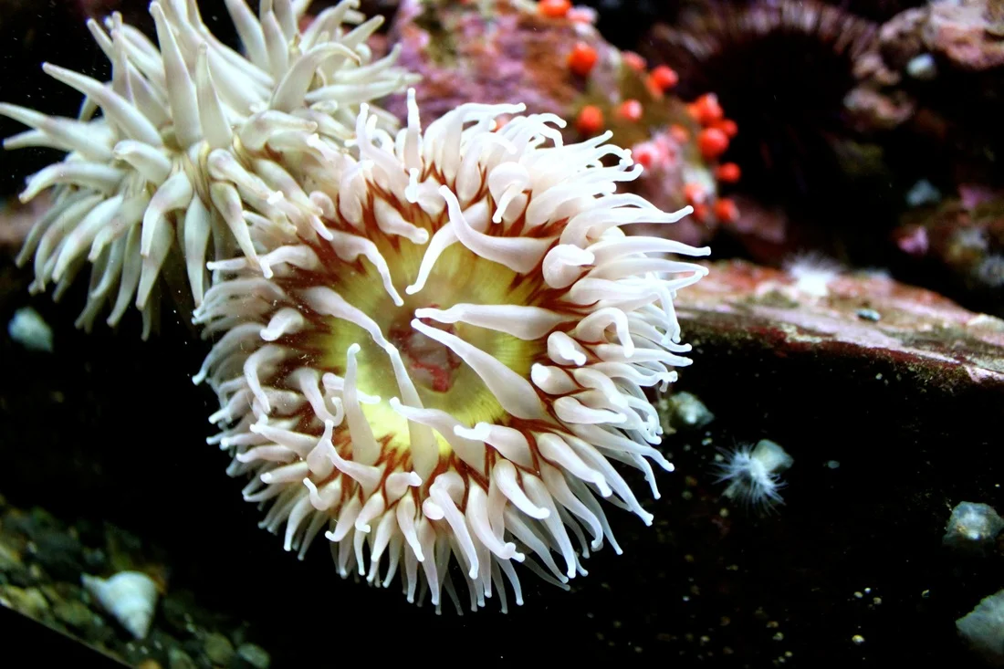 Deep Sea 