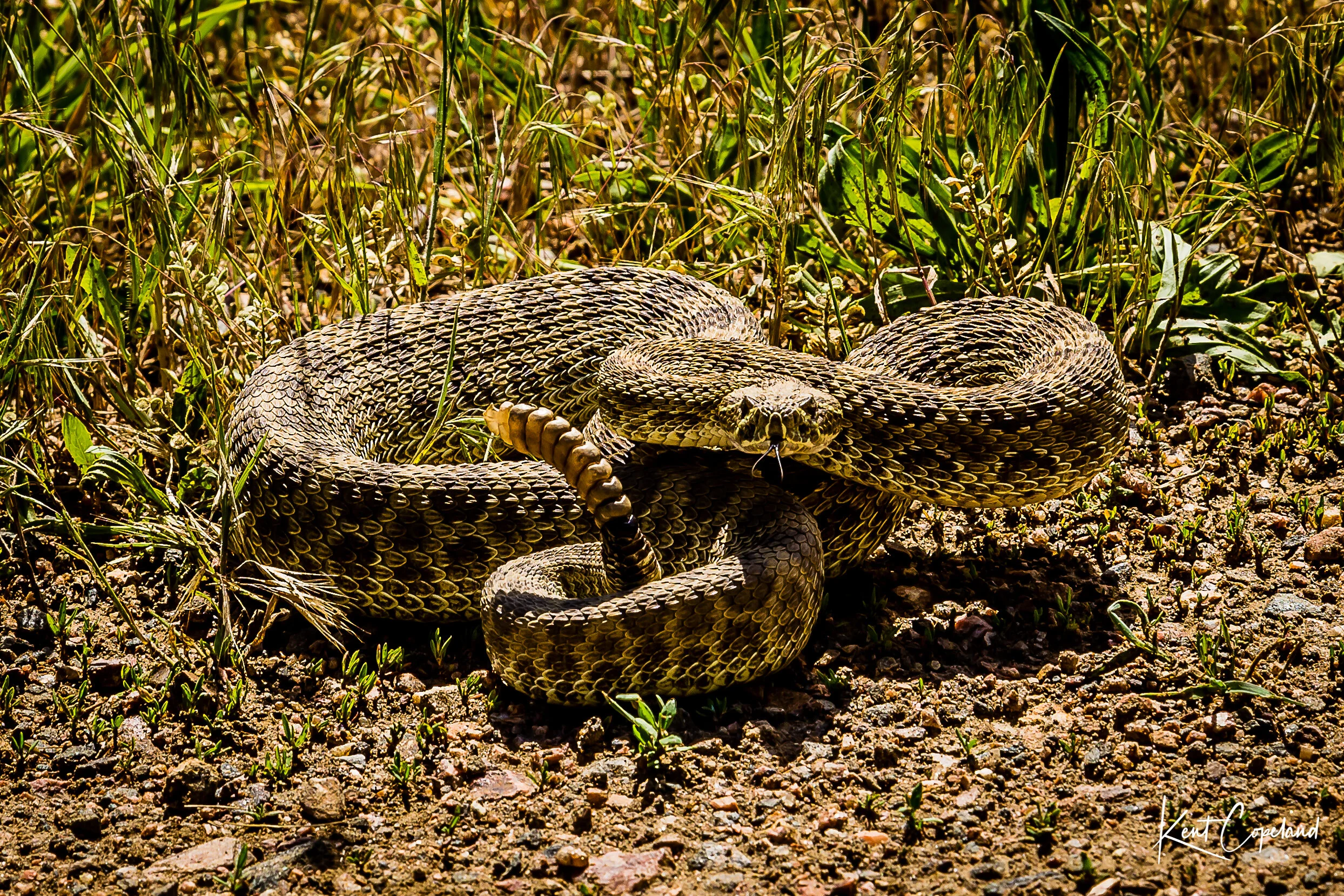 Prairie Rattlesnake